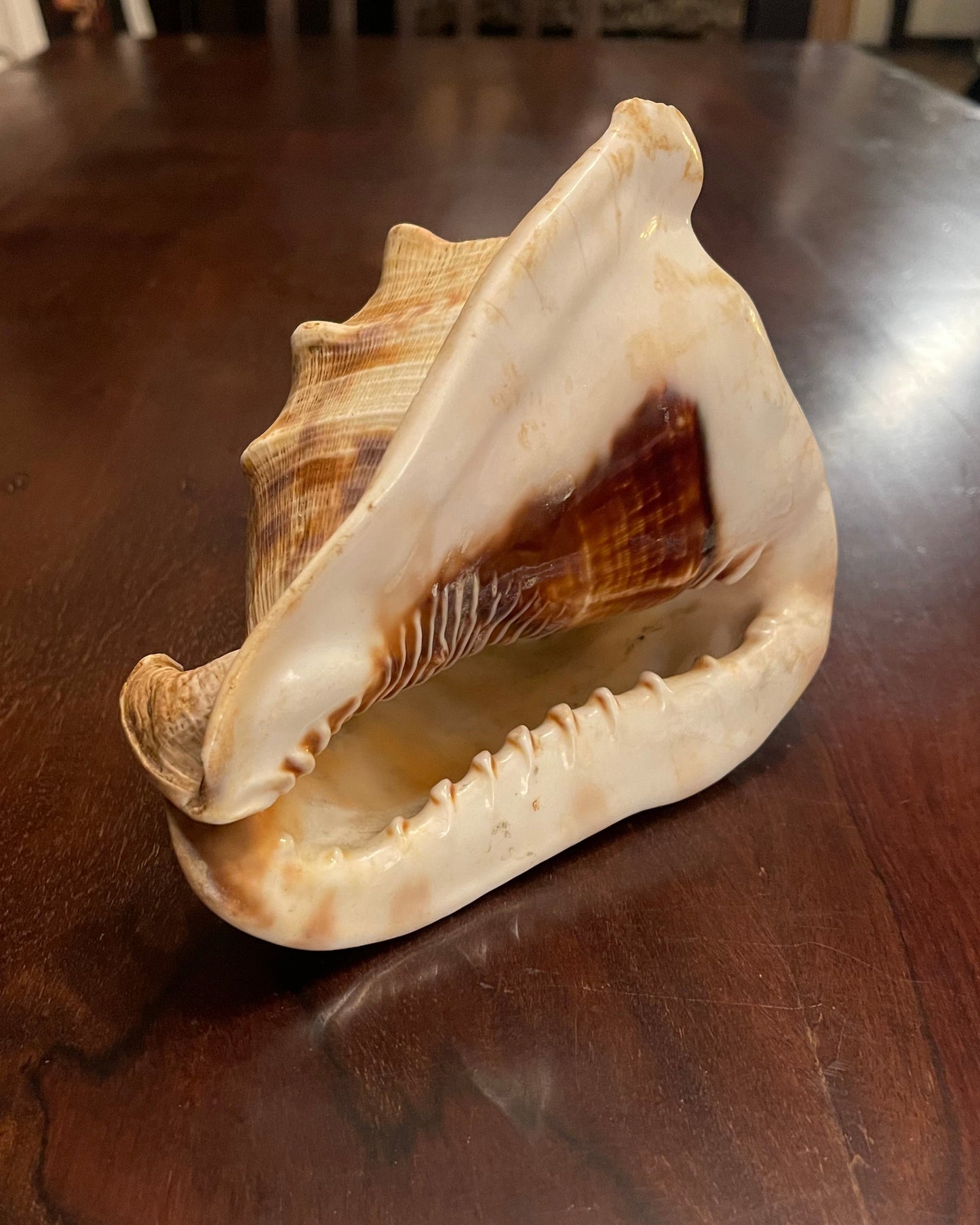 KING'S HEAD CONCH