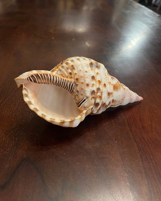 TRITON SHELL Shrine of Hollywood sea shell Treasures and Relics
