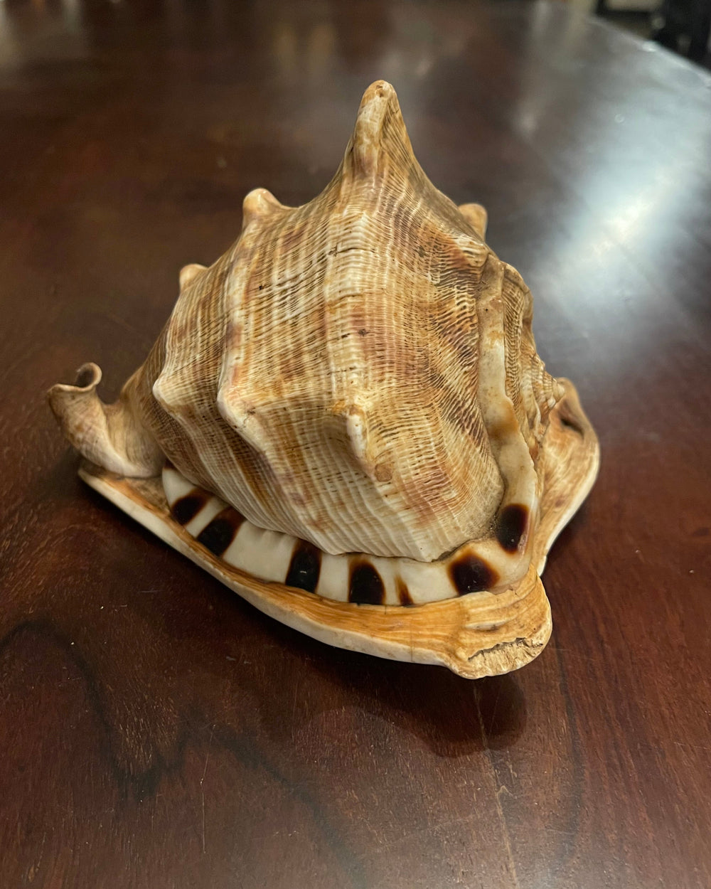 KING'S HEAD CONCH SHELL