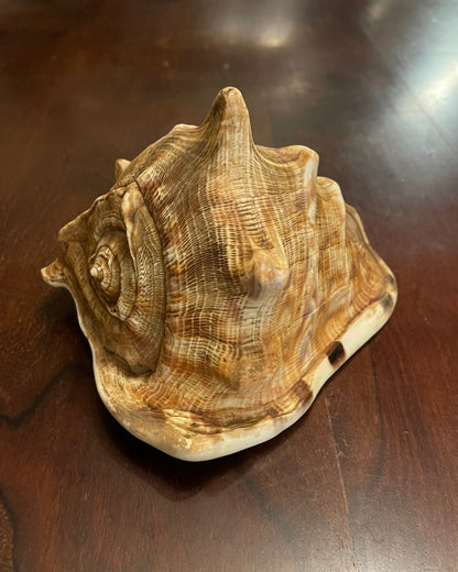 KING'S HEAD CONCH