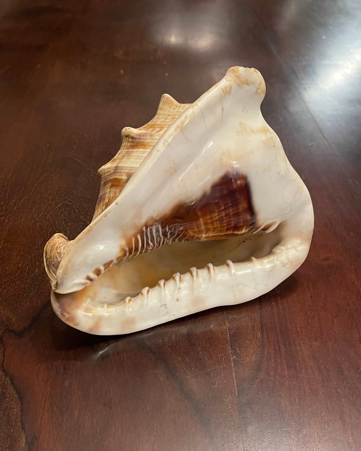 KING'S HEAD CONCH