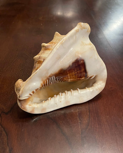 KING'S HEAD CONCH
