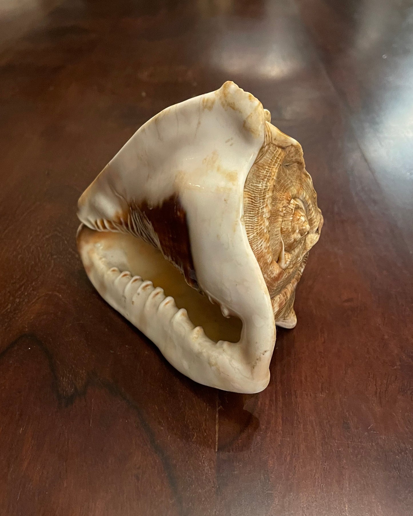 KING'S HEAD CONCH