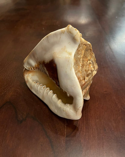 KING'S HEAD CONCH