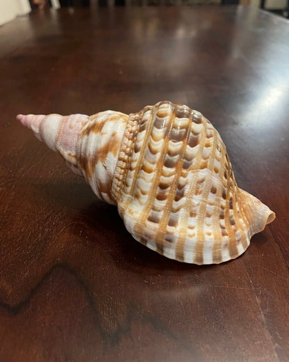 TRITON SHELL