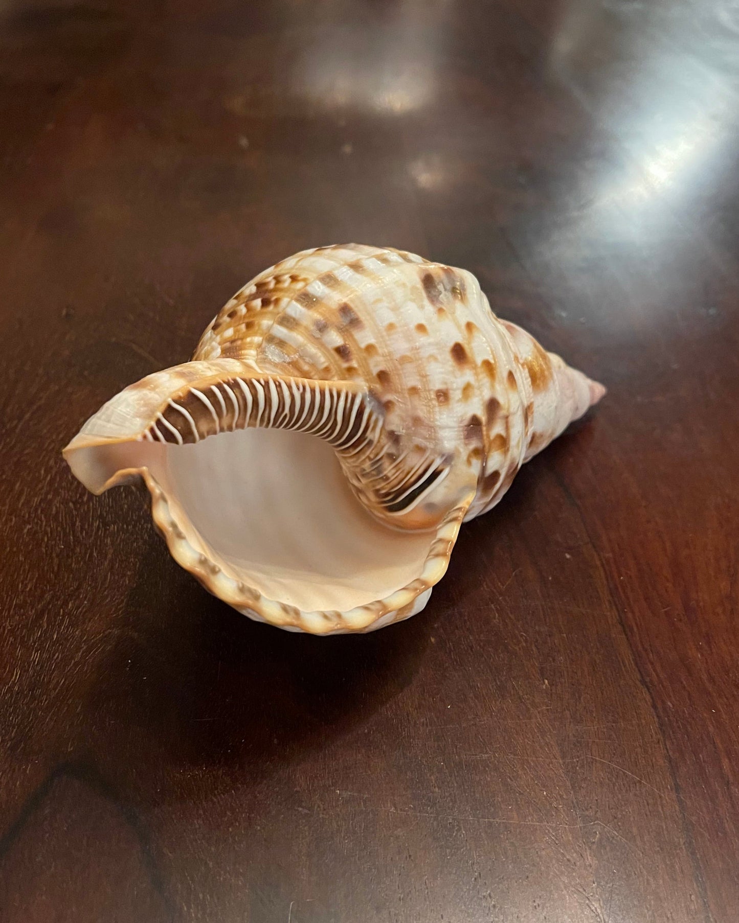 TRITON SHELL