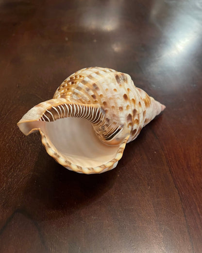 TRITON SHELL