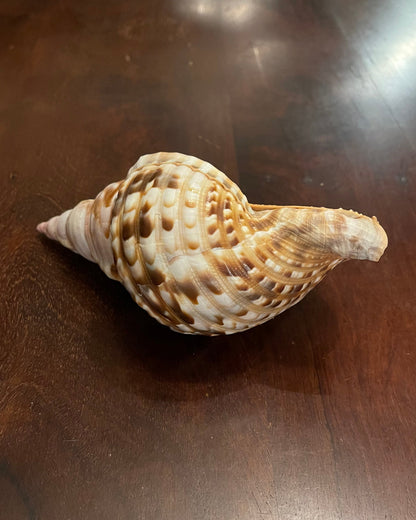 TRITON SHELL