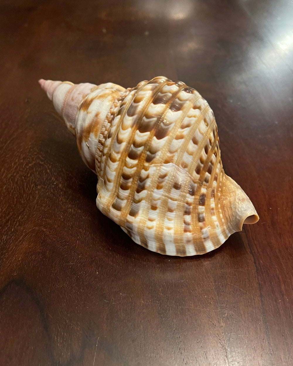 TRITON SHELL