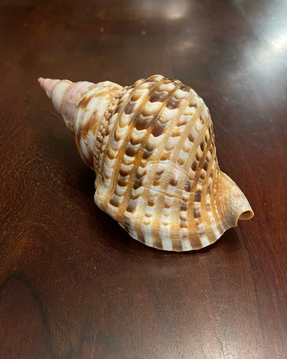 TRITON SHELL