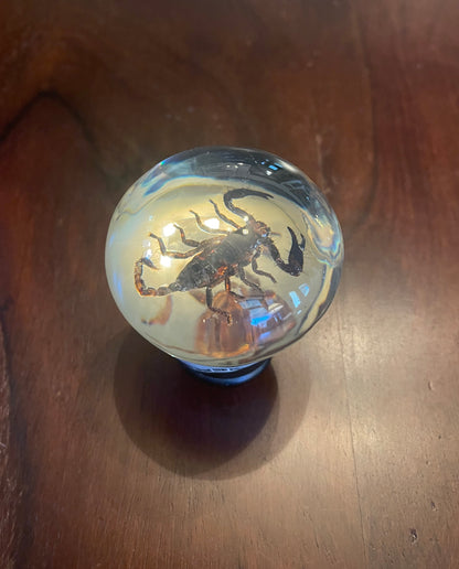 SCORPION GEAR SHIFT KNOB Shrine of Hollywood Treasures and Relics