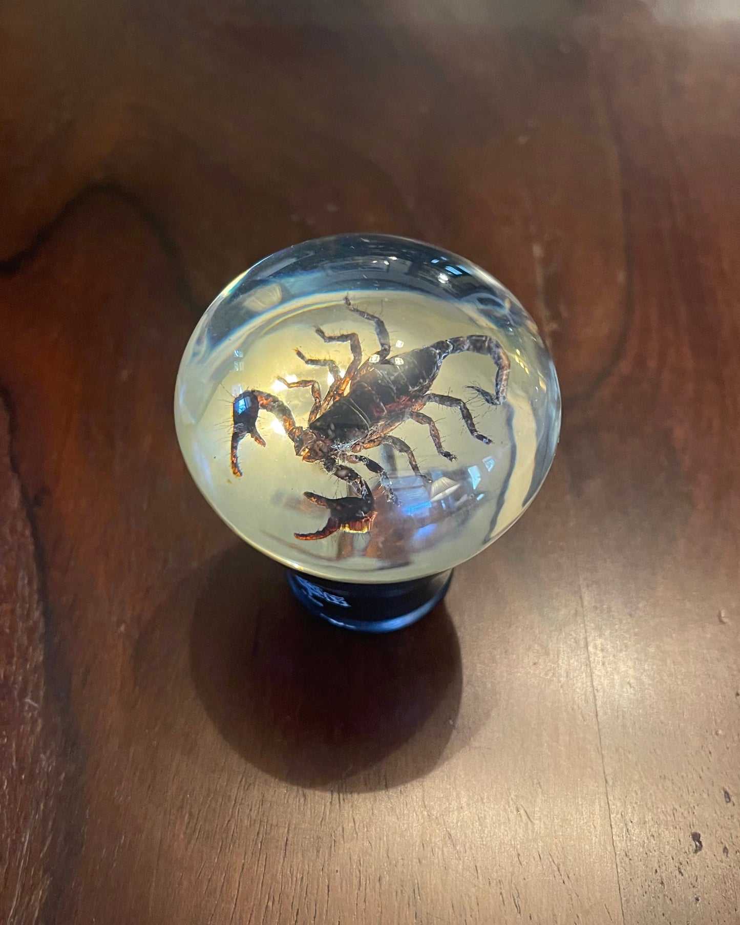 SCORPION GEAR SHIFT KNOB Shrine of Hollywood Treasures and Relics