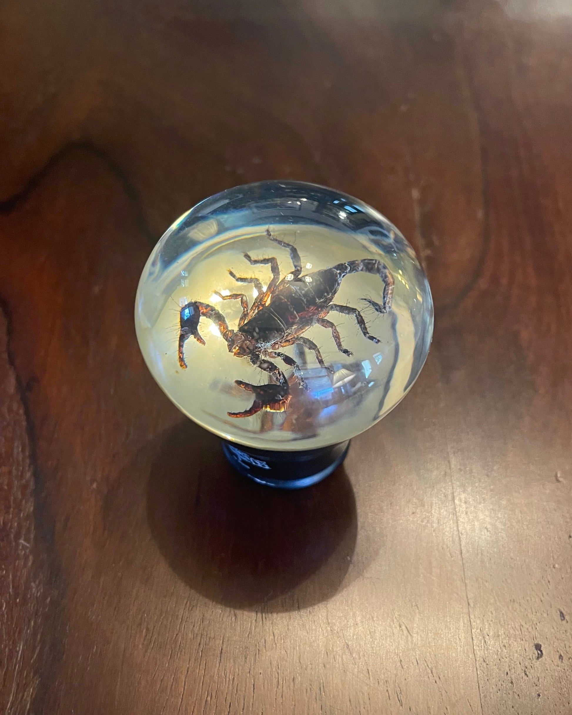 SCORPION GEAR SHIFT KNOB Shrine of Hollywood Treasures and Relics