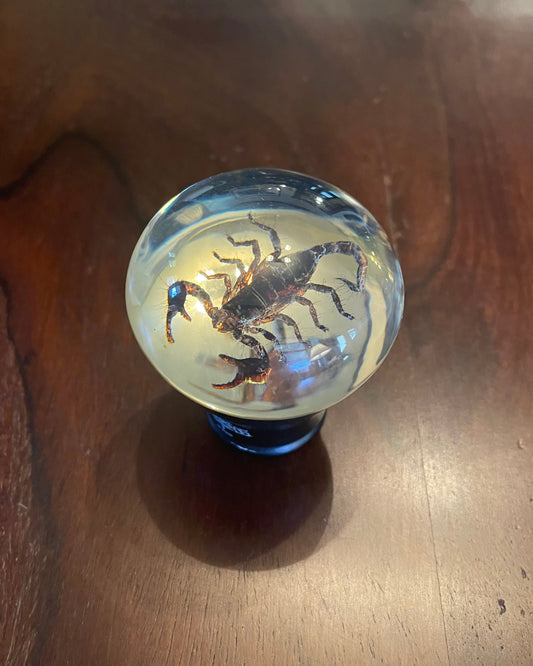 SCORPION GEAR SHIFT KNOB Shrine of Hollywood Treasures and Relics